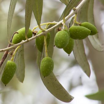 Olive fruit growing on tree
